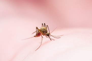 Yellow Fever, Malaria or Zika Virus Infected Mosquito Insect Macro