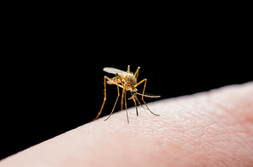 Yellow Fever, Malaria or Zika Virus Infected Mosquito Insect Bite Isolated on Black