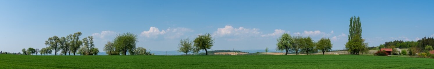 Fototapeta na wymiar Hügellandschaft mit markanten Bäumen Panorama