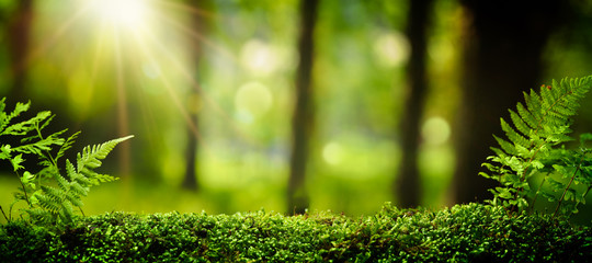 Fototapeta Closeup on moss in forest obraz