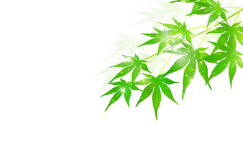 Naklejka premium もみじ 夏 暑中見舞い 背景 