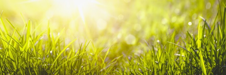 grass in sunlight - Powered by Adobe