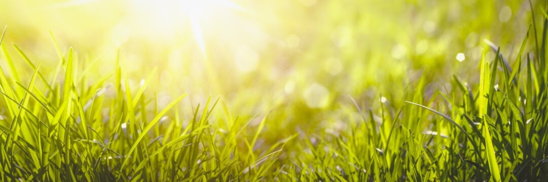 grass in sunlight