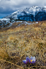 Crocus in spring on a grassy hill in the Alberta foothills near the rocky mountians