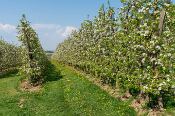 Fototapeta na wymiar Kirschenplantage mit Kirschblüten