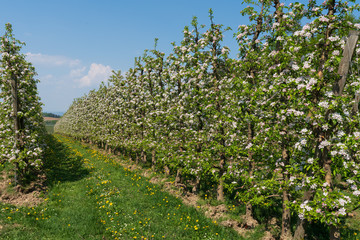 Kirschenplantage mit Kirschblüten