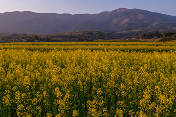 Fototapeta premium 菜の花畑に黄色い花がいちめんに咲いた夕暮れ前