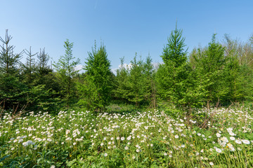 Löwenzahnfeld mit Wald