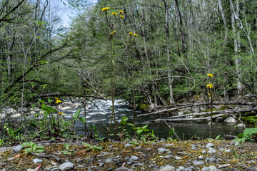 Potter's Creek Trail