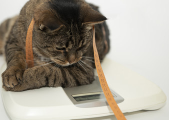 Fat cat on scales on white background. Weight control concept. Copy space.