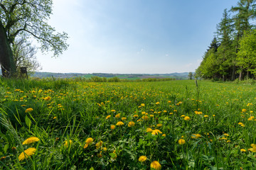 Löwenzahnfeld in Hügellandschaft
