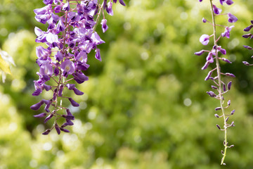 藤棚の紫色の藤の花のクローズアップ