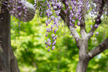 藤棚の紫色の藤の花のクローズアップ