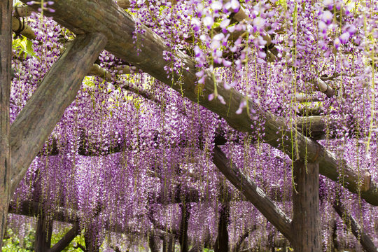 3 件の最適な 藤 Wisteria Floribunda 花 紫 青 緑 葉 垂れる 藤棚 棚 美しい 植物 春 初夏 庭 公園 ガーデニング 自然 日本 画像 ストック写真 ベクター Adobe Stock 3 件の最適な 藤 Wisteria Floribunda 花 紫 青 緑 葉 垂れる 藤棚 棚 美しい 植物 春 初夏 庭 公園 ガーデニング 自然 日本 画像 ストック写真 ベクター Adobe Stock