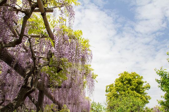 藤 Wisteria Floribunda 花 紫 青 緑 葉 垂れる 藤棚 棚 美しい 植物 春 初夏 庭 公園 ガーデニング 自然 日本 Bilder Bladdra Bland 3 Stockfoton Vektorer Och Videor Adobe Stock