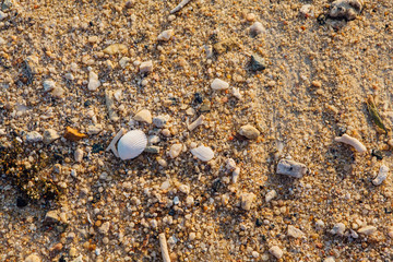 Sea shell and stone pieces texture