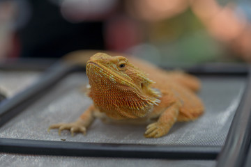 close up gold bearded dragon eating prey. Focus on its ear. Selective focus.