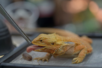 close up gold bearded dragon eating prey. Focus on its ear. Selective focus.
