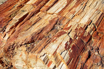 Petrified tree trunk in Petrified Forest National Park, Arizona, USA