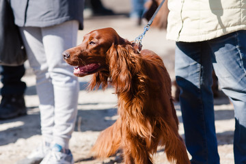 Irish setter on the leash