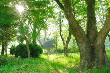 新緑　朝景色
