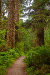 Obraz premium A hiking trail in an old groth forest in Washington state, USA