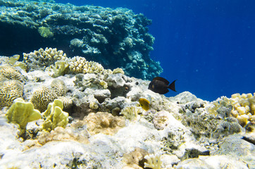 Fish surgeon near a coral reef