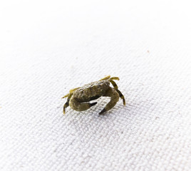 One small crab on white fabric