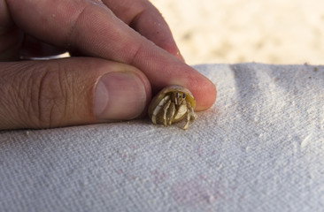 Small hermit crab in hand