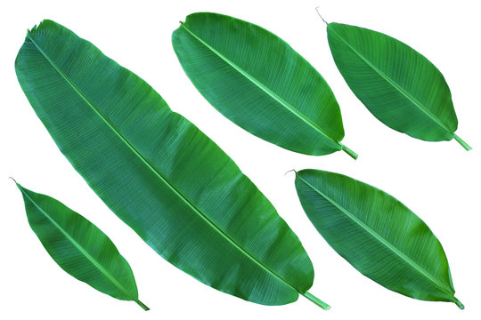 Fresh whole banana leaves isolated on white