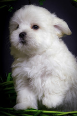 St. Patrick’s Day Fluffy White Maltese Puppy Standing in a Green Basket