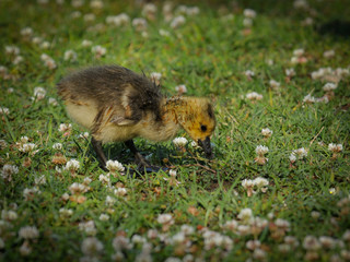 Canada Goose (Branta canadensis) Gossling Eating Clover in the Spring