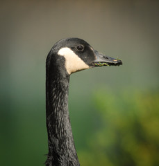 Portrait of Canada Goose (Branta canadensis) in the Early Spring with Clean Background