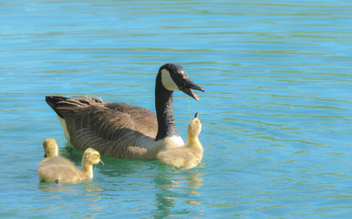 Baby Canada Goose Gosling with Mother