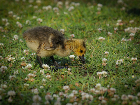Canada Goose (Branta canadensis) Gossling Eating Clover in the Spring