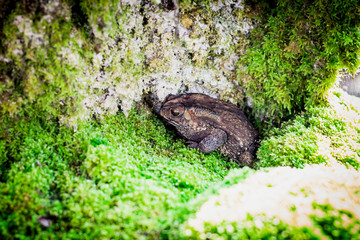 common toad in the alga