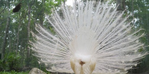 A white peacock at the zoo. Pavlin spread his tail.  A white peacock and a beautiful tail.