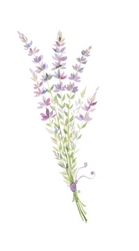 watercolor illustration of a sprig of lavender, a bouquet of purple flowers.