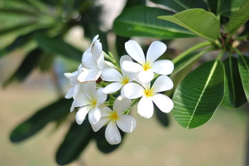 Obraz na płótnie Canvas Closeup white flower with blurred nature background