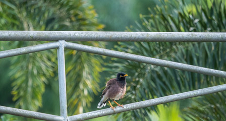 mynas on the wall