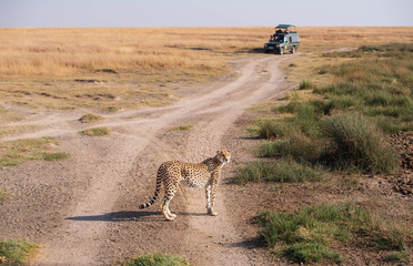 A cheetah is Serengeti national park,tanzania while game drive safari.