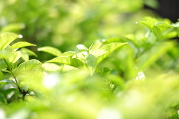 Green leaf in nature park