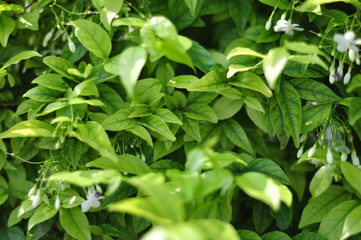 Fototapeta na wymiar Green leaf in nature park
