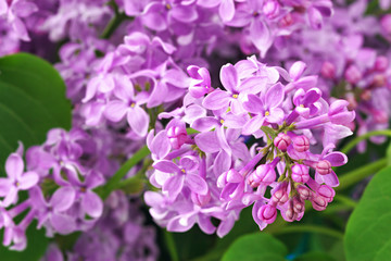 Lilac flowers