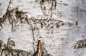 The trunk of a birch. Birch bark close up