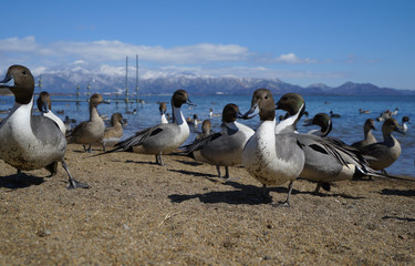 Obraz premium 猪苗代湖 カモ