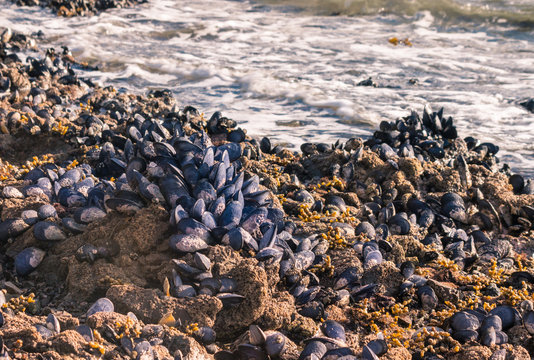blue mussels colony living on rocky beach
