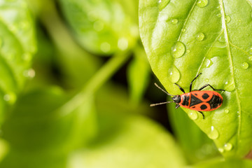 Beautiful nature background with morning leaves and ladybug. Fresh green young seedlings of sweet pepper plants and tomatoes in droplets of dew outdoors i in spring close-up macro. Template for design