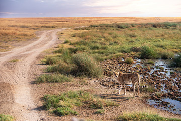 A cheetah is walking along the trail in Serengeti national park,Tanzania