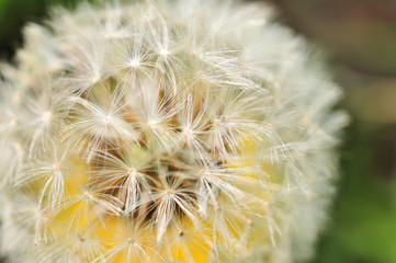 Fluffy and beautiful dandelion flower.